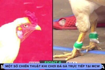 MCW – Nhà Cái Đi Đầu Trong Lĩnh Vực Trực Tiếp Đá Gà