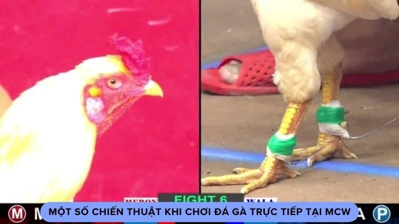 Một số chiến thuật khi chơi đá gà trực tiếp tại MCW