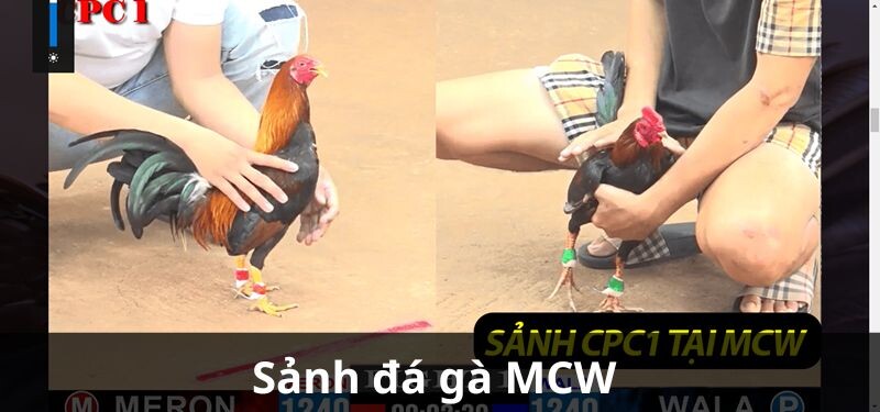 Sảnh đá gà MCW