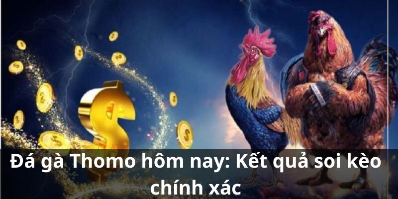 Giới thiệu chung về đá gà Thomo hôm nay