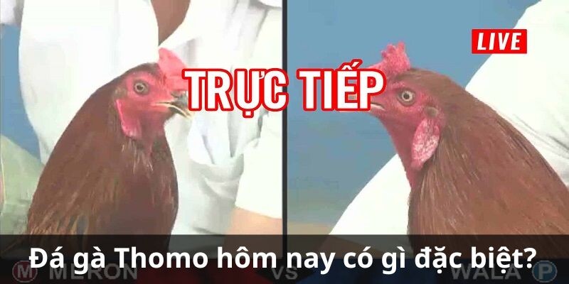 Đá gà Thomo hôm nay có gì đặc biệt?