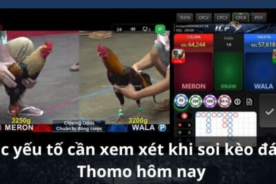 Đá gà Thomo hôm nay: Kết quả soi kèo chính xác