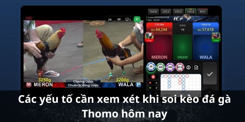 Các yếu tố cần xem xét khi soi kèo đá gà Thomo hôm nay