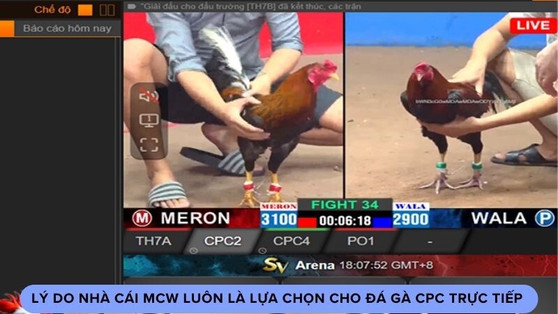 Lý do nhà cái MCW luôn là lựa chọn cho đá gà cpc trực tiếp